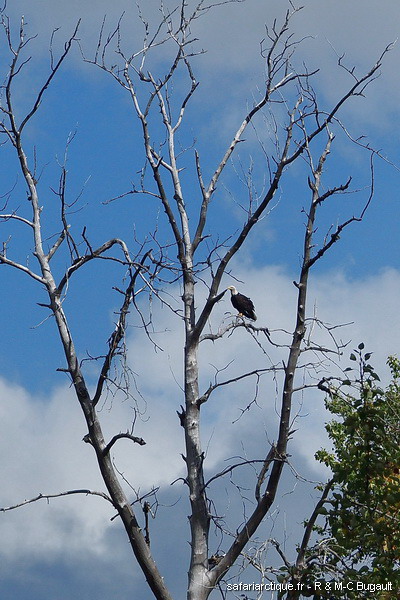 KODIAK oiseaux057 1124 900 600 100