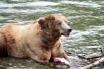 Alaska Katmai  166  1464