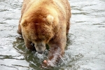 Alaska Katmai  175  1272