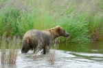 Alaska Katmai  36  1347