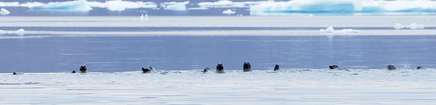 PANGNIRTUNG 900X600 15 2