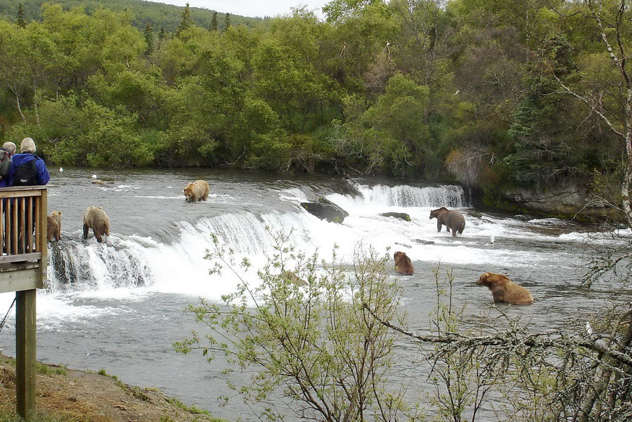 Alaska Katmai (73)